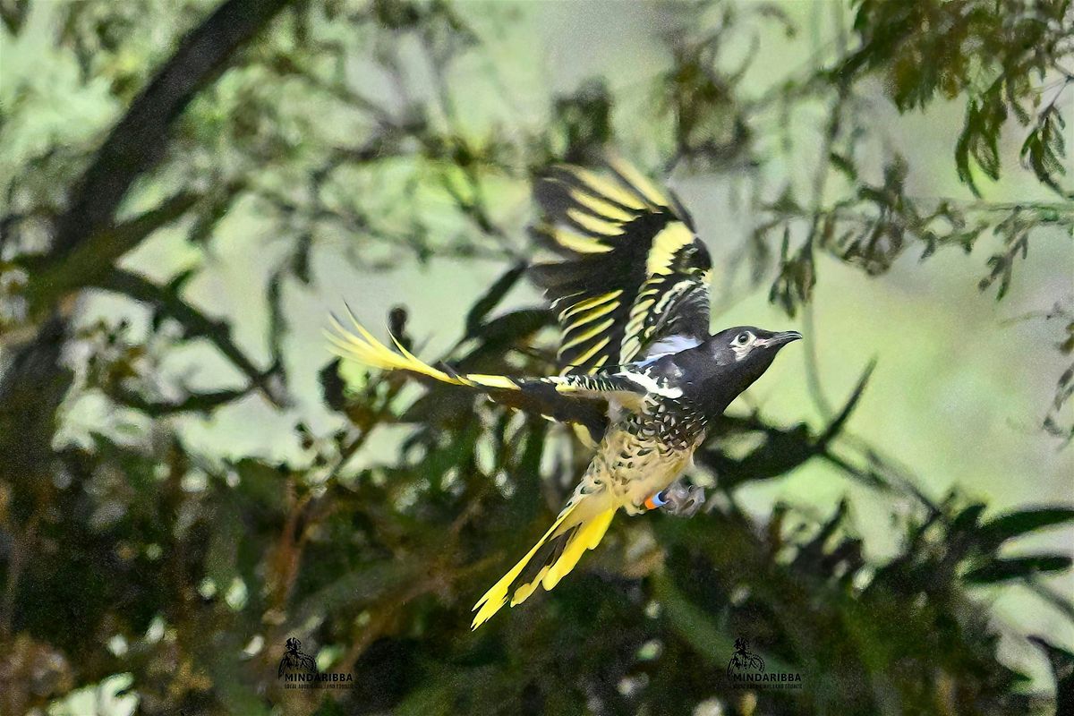 Regent Honeyeater Talk with Mindaribba's Tara Dever and Mick Roderick