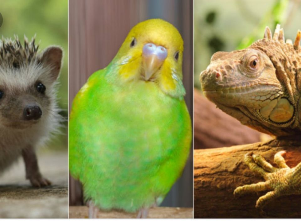 Paducah KY Exotic Pet Expo September 14 &15 2024