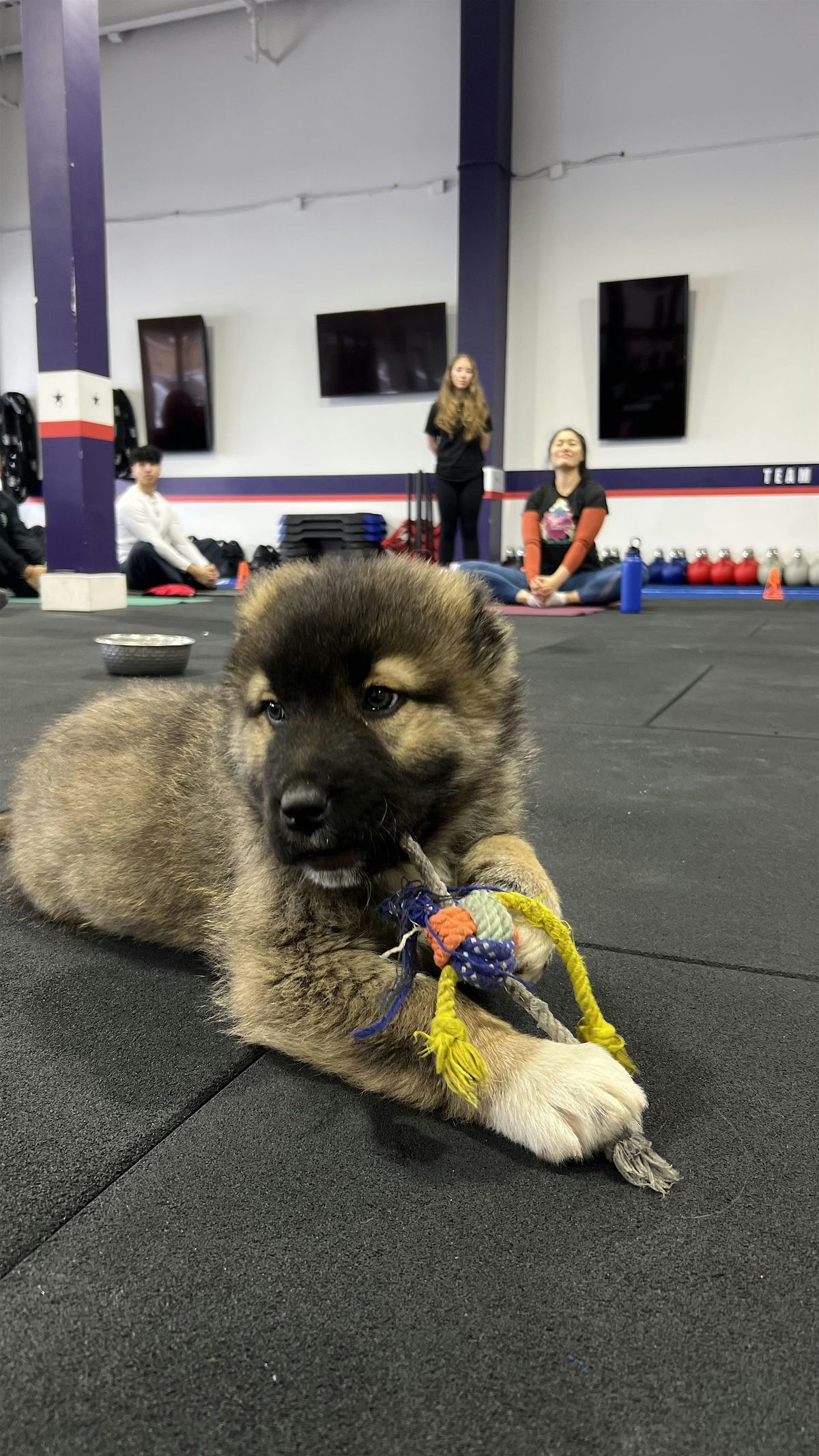 Puppy Yoga by Yoga Kawa Toronto Caucasian Shepherd