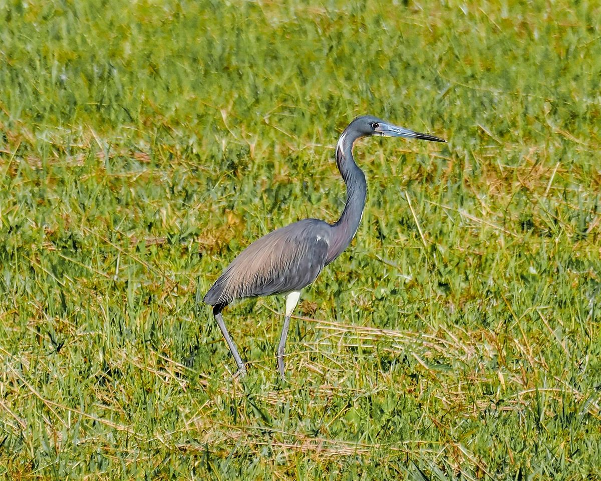 Birding the GTM NERR with Linda Burek