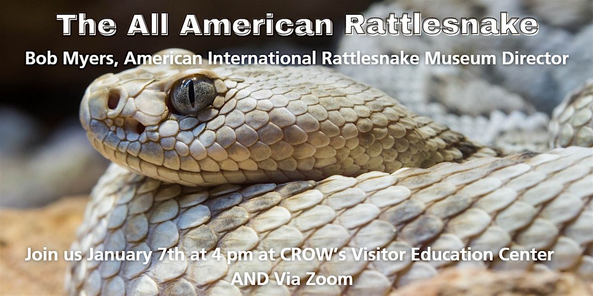 The All American Rattlesnake