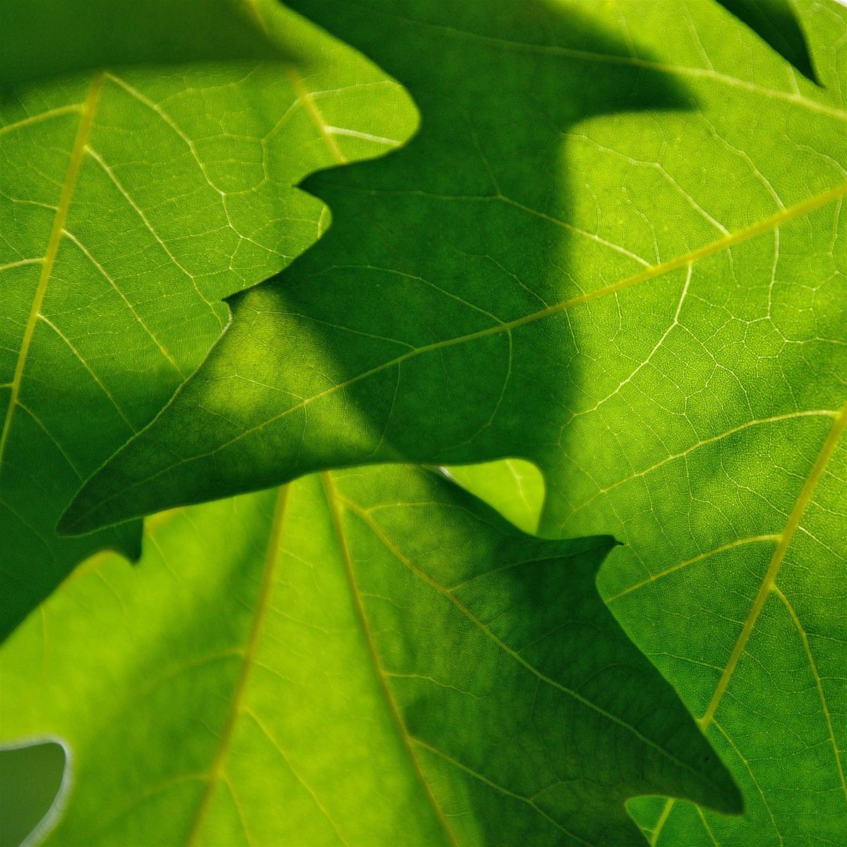 Summer Tree ID