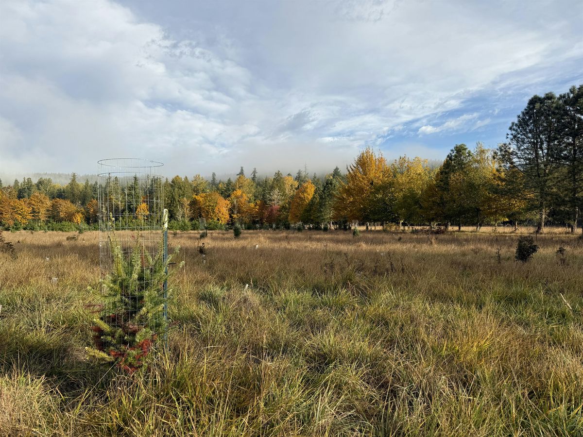 Tree Planting with Nisqually Stream Stewards - Powell Creek Protected Area