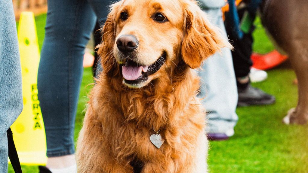 Barklove