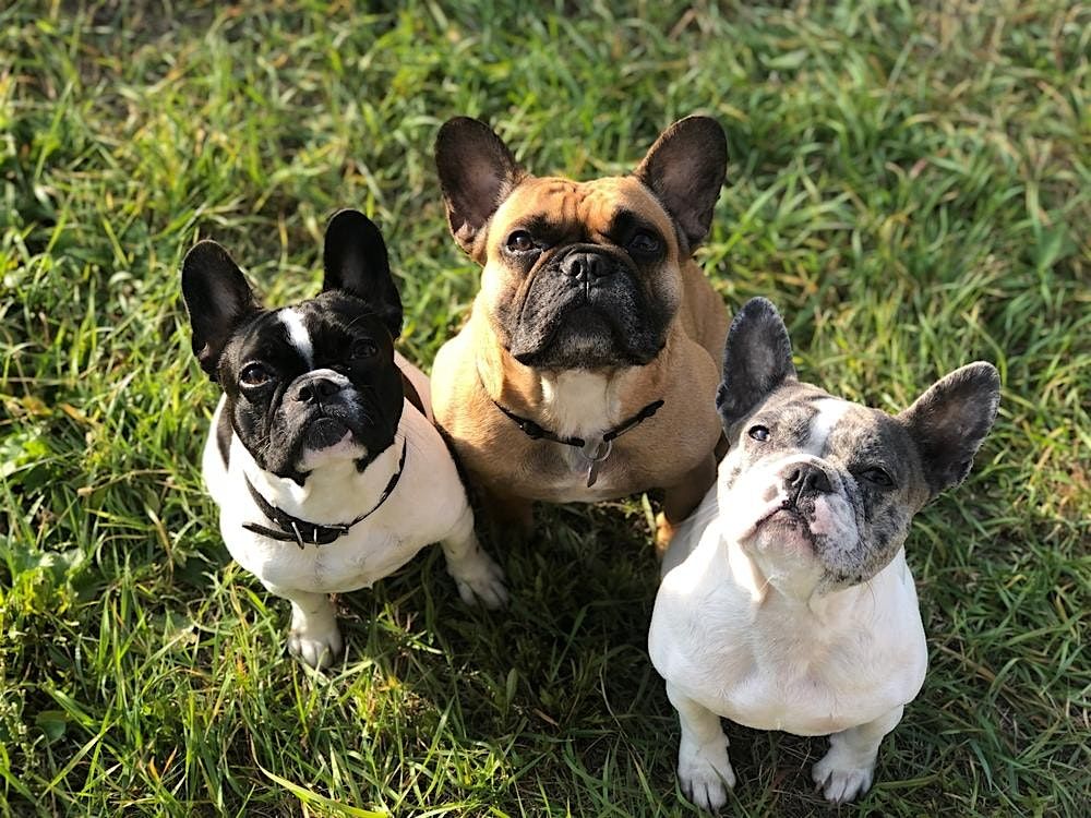 New Years French Bulldog Meet