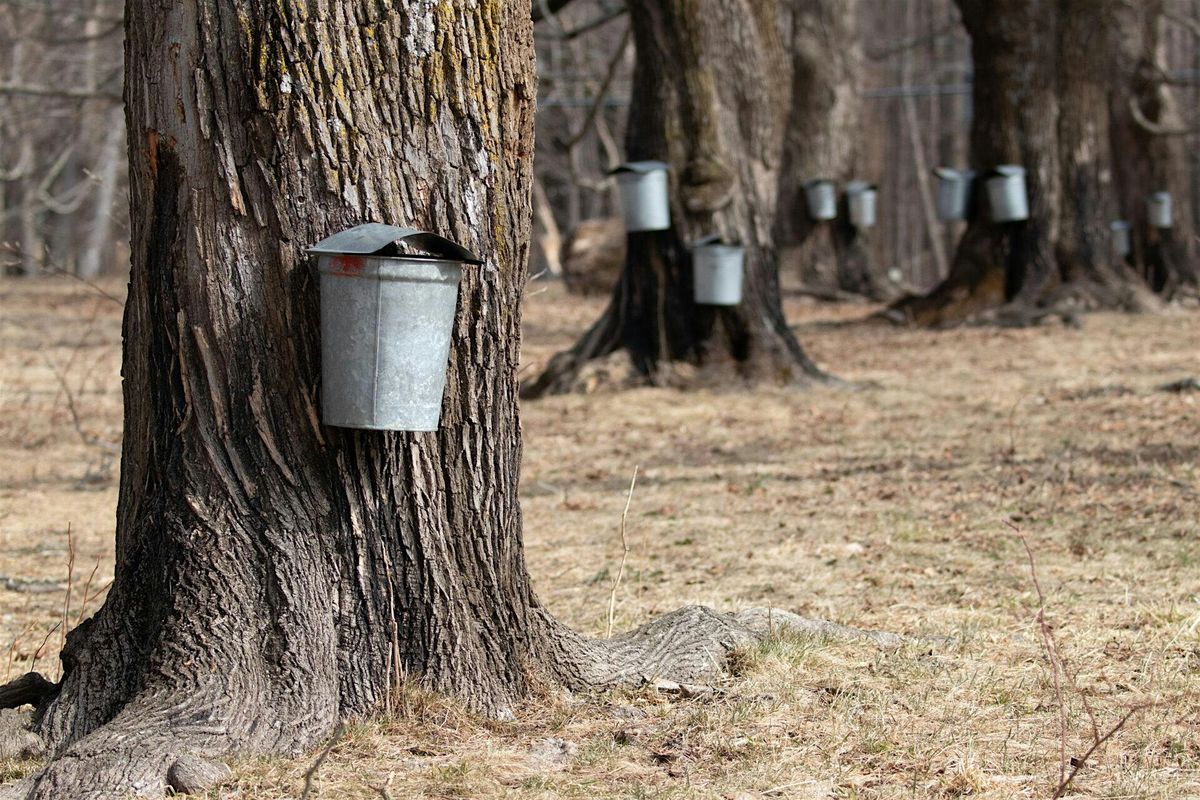 Maple Sugar Days