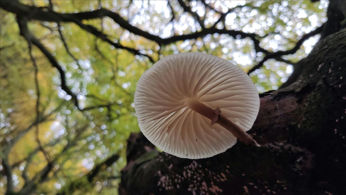 Autumnal Plant Identification Walk  - Shirebrook Valley - Pay As You Feel