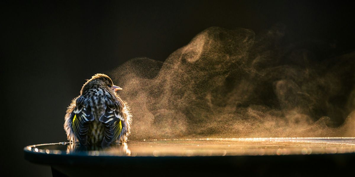 For the Birds: Basics of Bird Photography