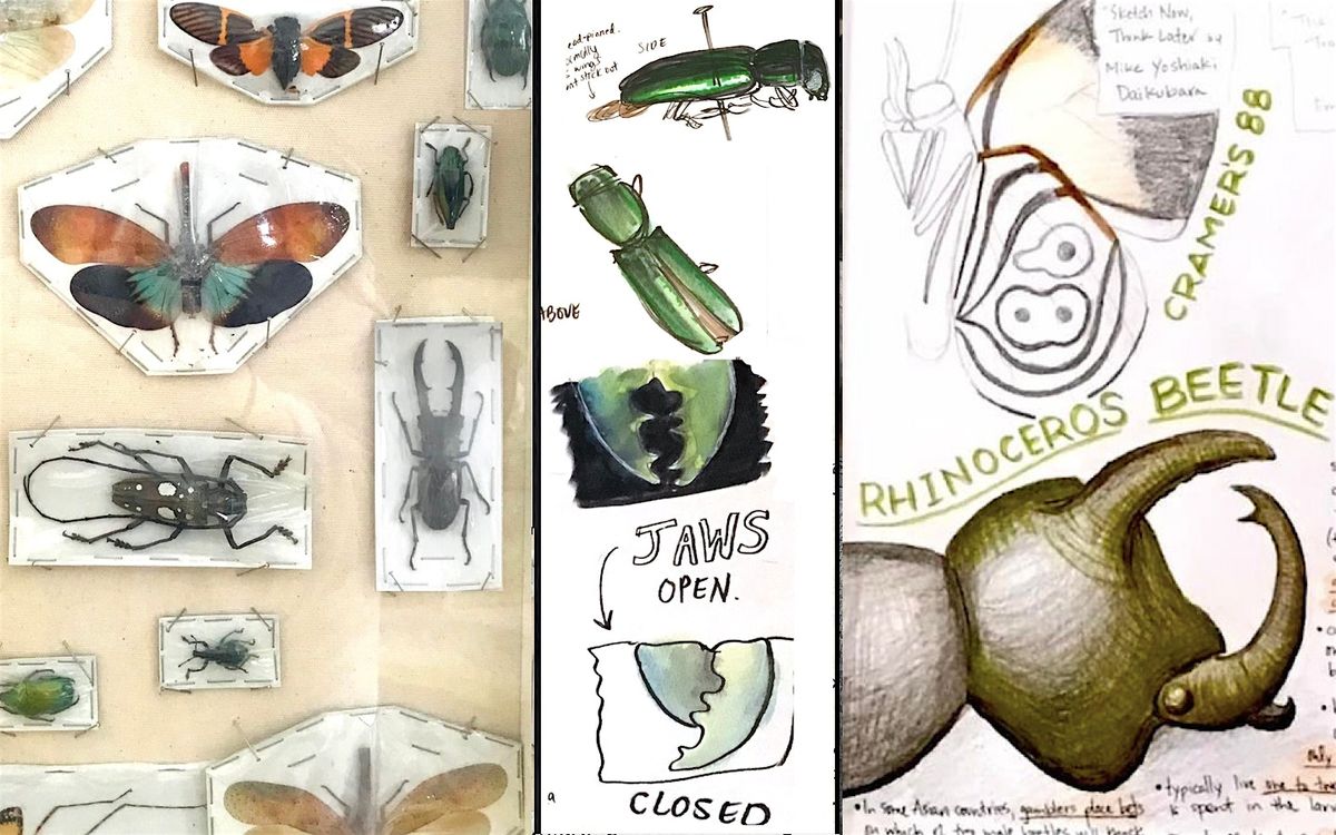 Insect Nature Journaling: Sketch, Write, Wonder