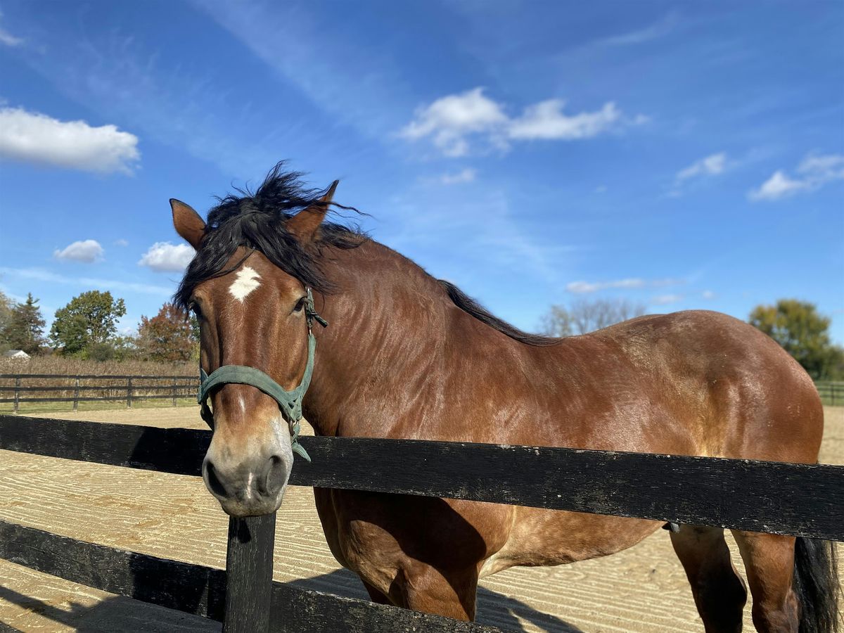 Equine Therapy - New Volunteer Training