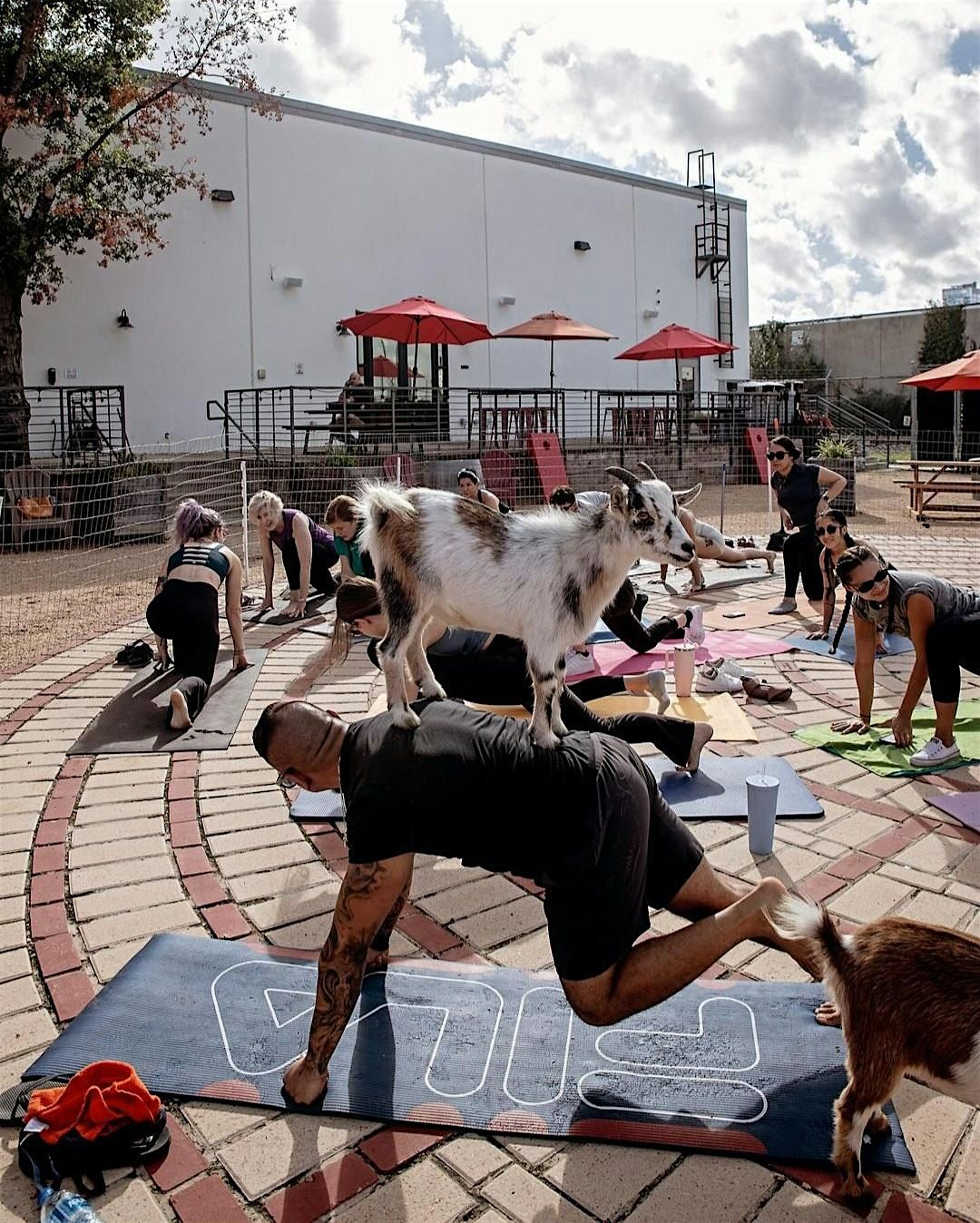 Goat Yoga Houston At City Orchard Saturday December 21st, 10AM