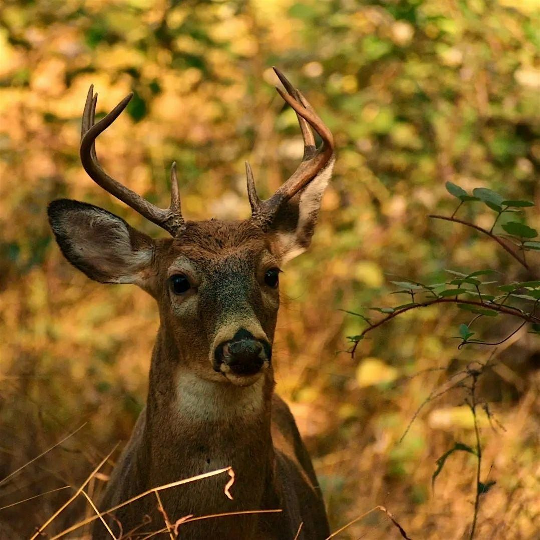 Wednesday Walk:  Ecological Impact of Deer (and Solutions)