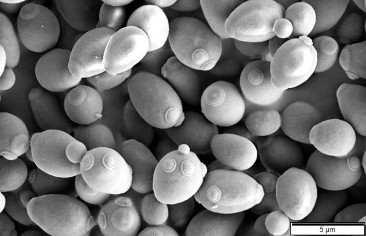 Saturday DNA! NYC - Engineering Yeast: Transforming Auxotrophs