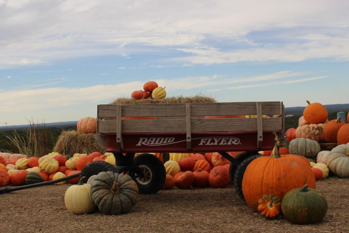 Pumpkin Patch at Bird Haus Farms