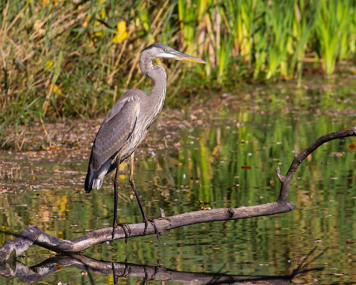 Bird Photography Workshop
