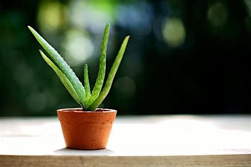 Aloe Vera \u2014 More Than a Pretty Face