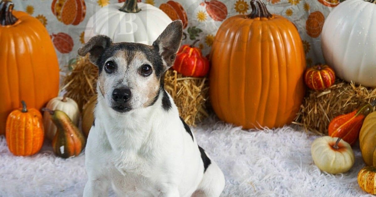 Pumpkin Patch Party