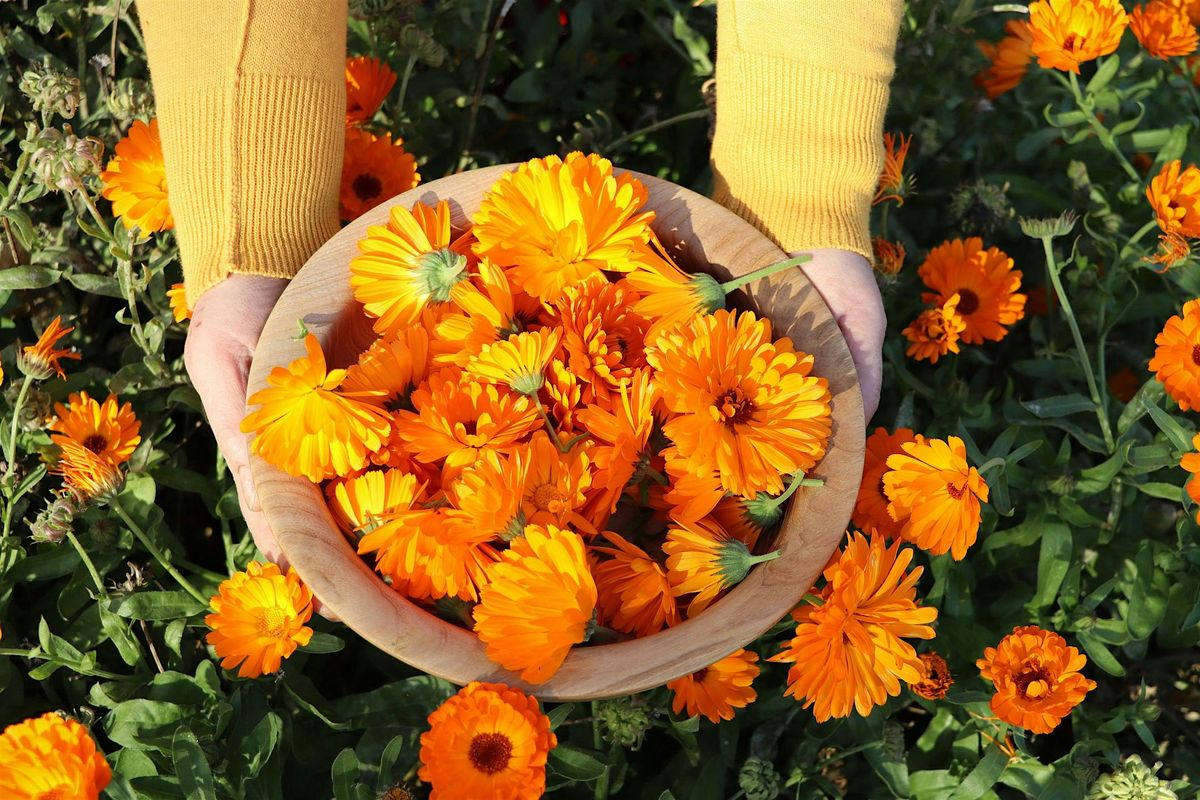 Calendula - Our Backyard Beauty