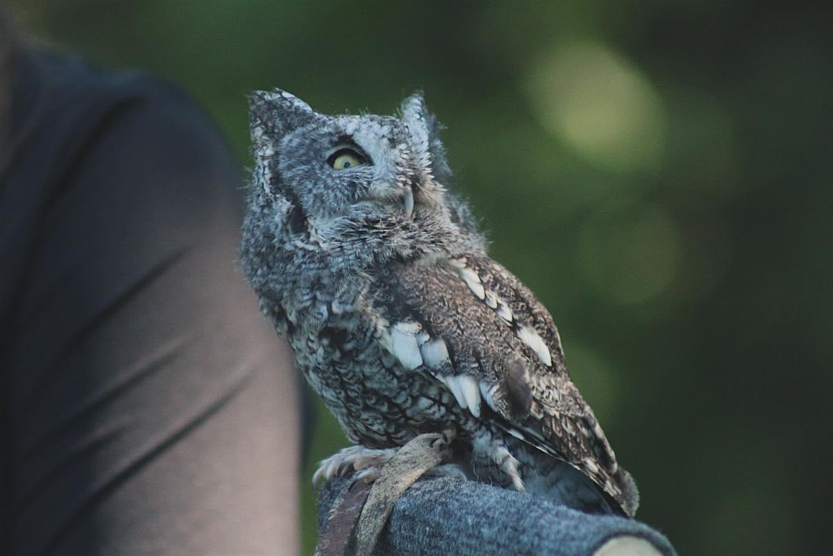 Louisville Women's Birding Club