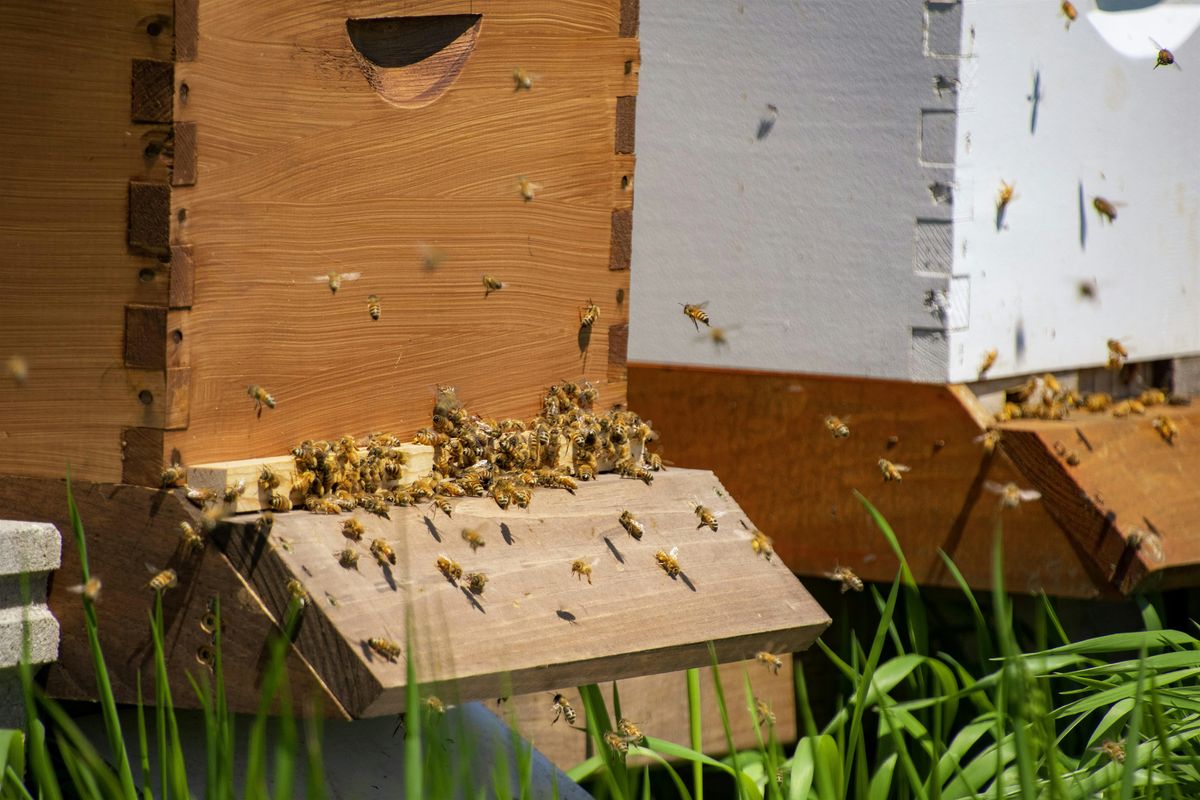 Keeping Bees-The Art of Beekeeping 101