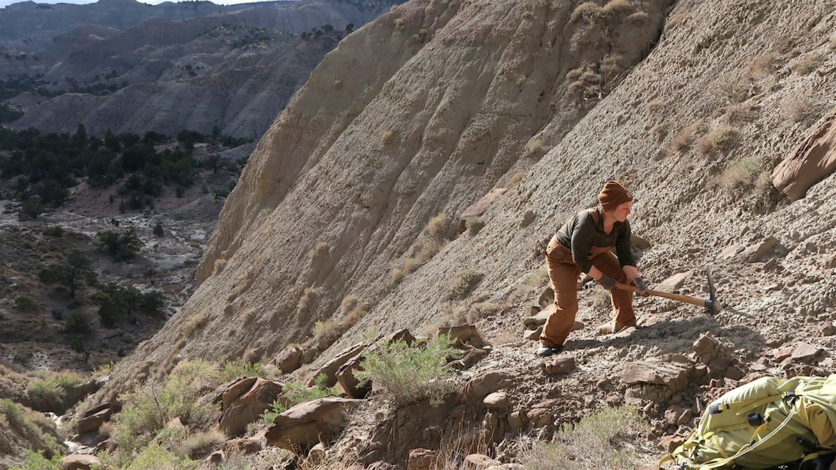 Unearthing Ancient Colorado: How Fossils Reveal Colorado's Wild Past