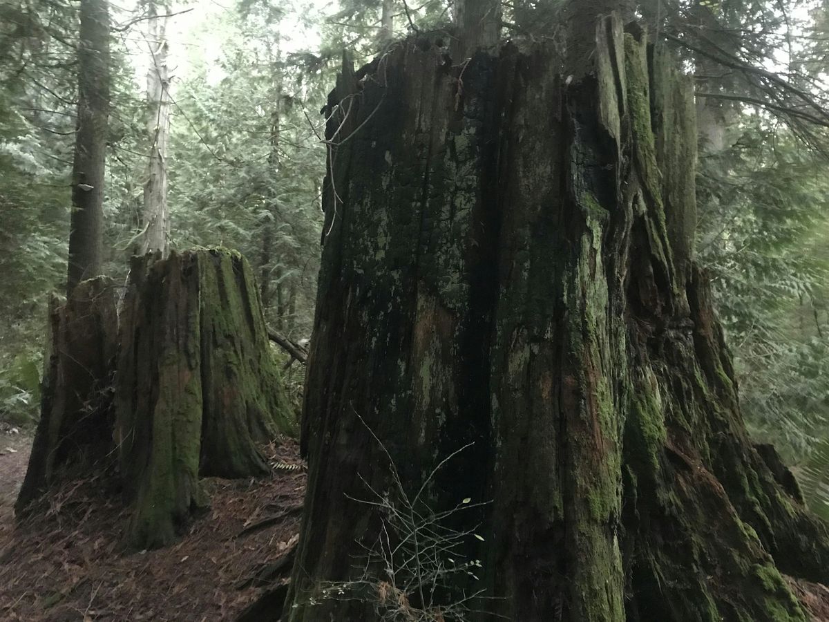 Trees, Sea, and Marbled Murrelets!