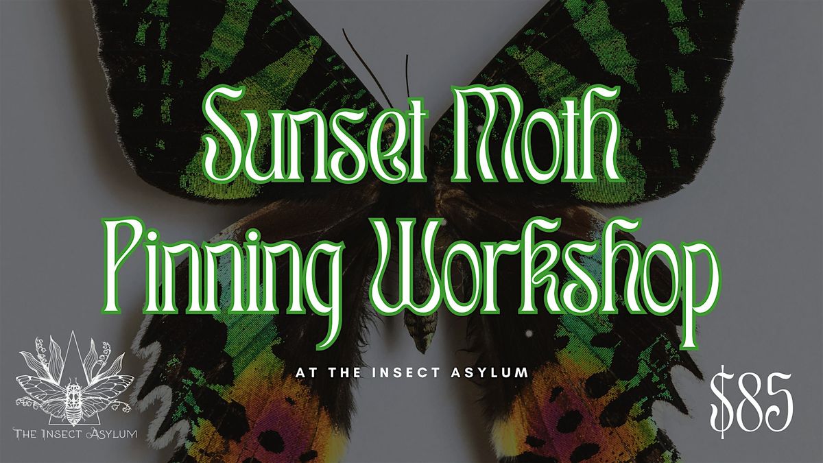 Sunset Moth Pinning Class