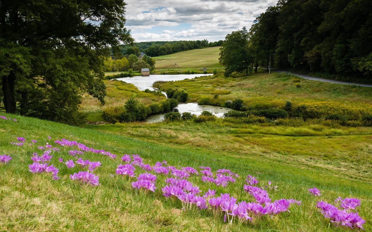 Garden & Estate Insider: Plants of Oak Hill