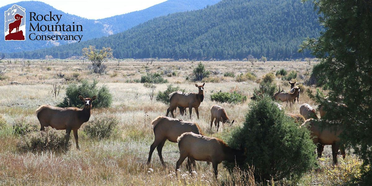 Fall Color Elk Tour in Rocky Mountain National Park