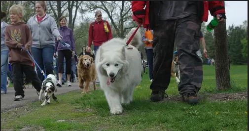 Paws For Ukraine Dog Walk & Festival