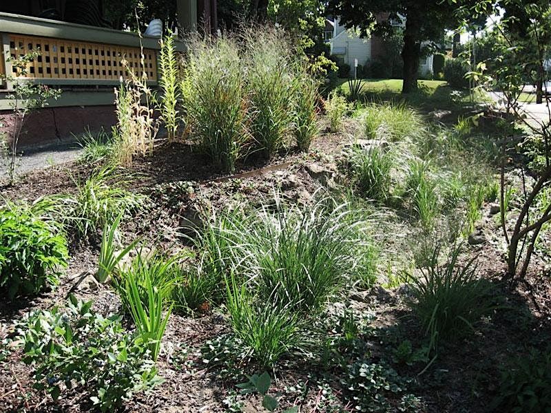 Plantas Nativas \/ Native Plants