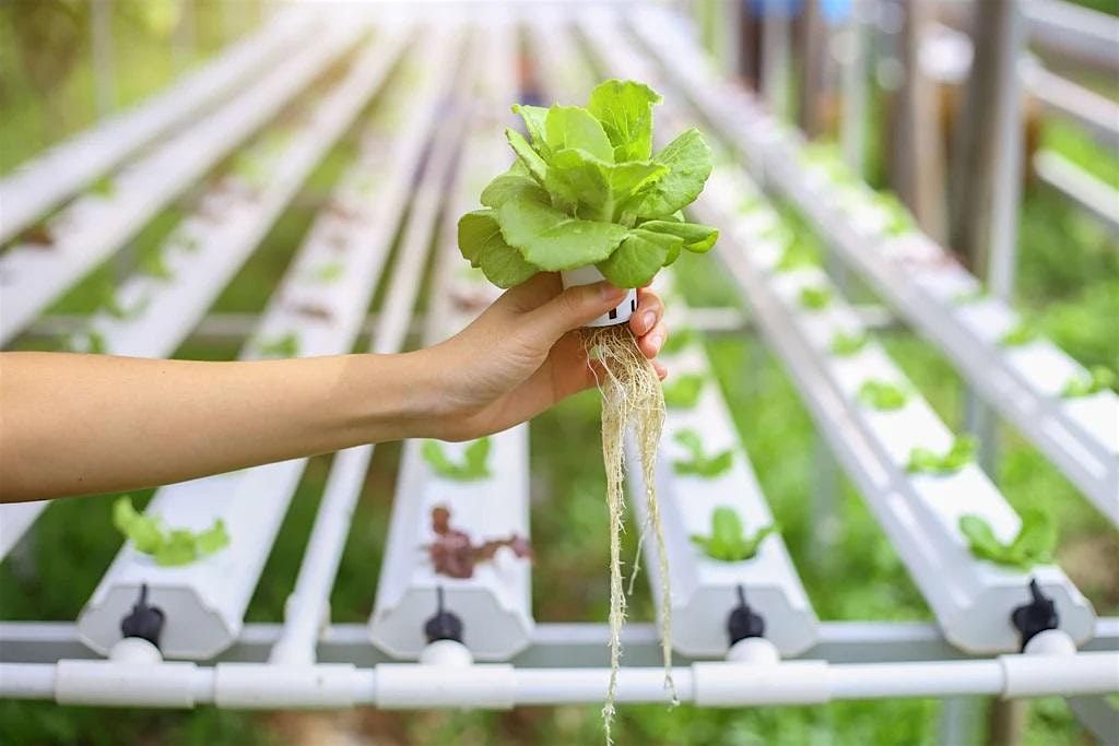 Atlantis Hydroponics - Hydroponics 101- Includes Kratky Jar with plant