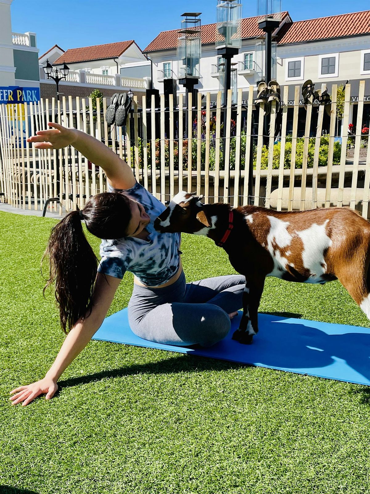 Goat Yoga on the Green