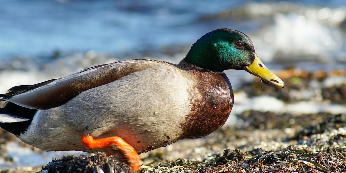 Birding on the Beach
