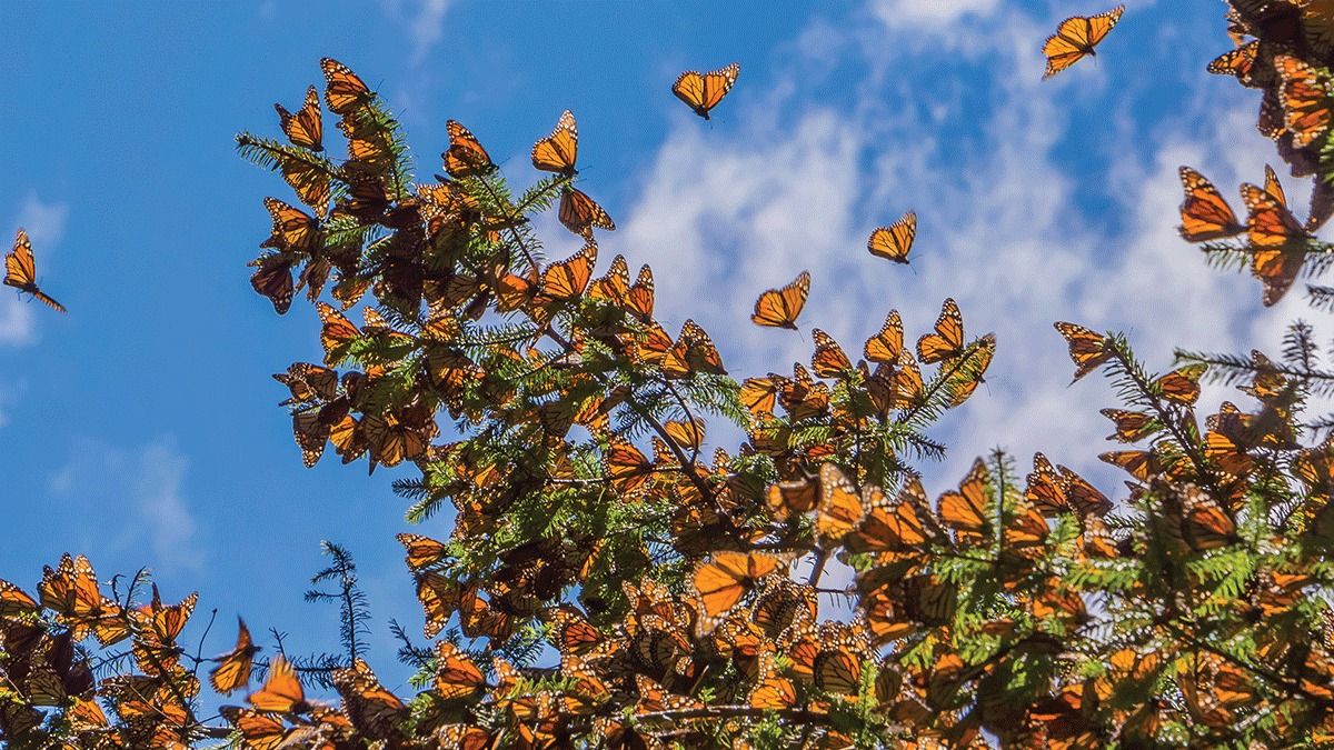 Monarch Butterflies & Tide Pool Social in Monterey