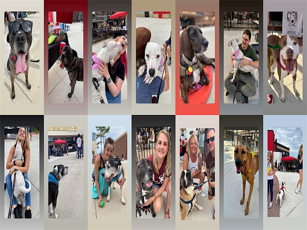 Doggy Adoption Charity Night - Beerhead Novi