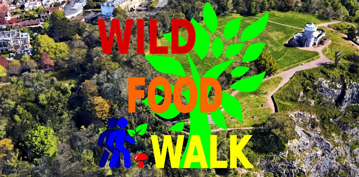 November Avon Gorge (Bristol) Wild Food Foraging\/ Forager Walk.