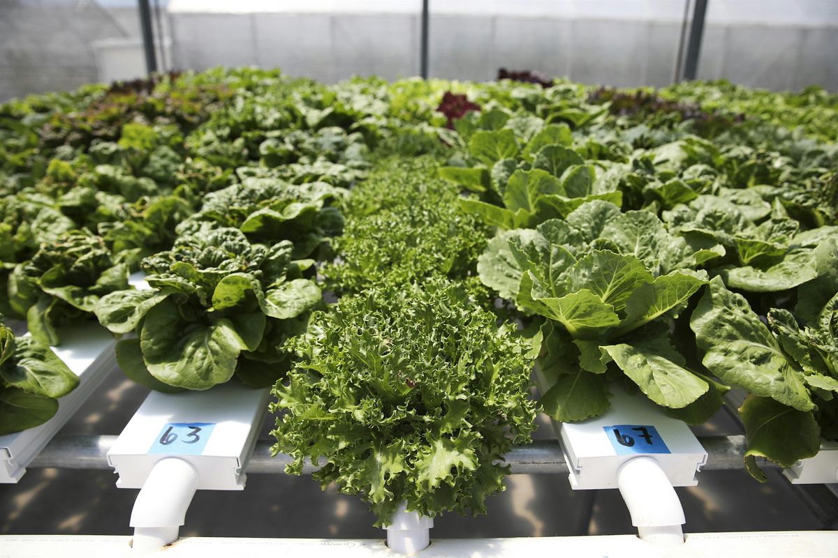10-04-2025 - Live Demonstration: Hydroponics