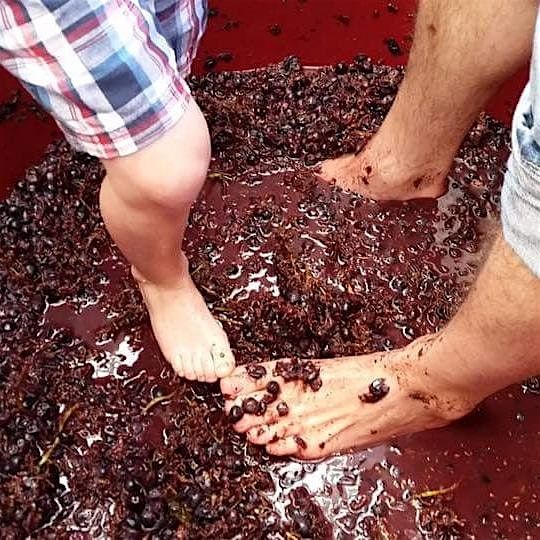 Annual Urban Winery GRAPE STOMP with Live Music to follow