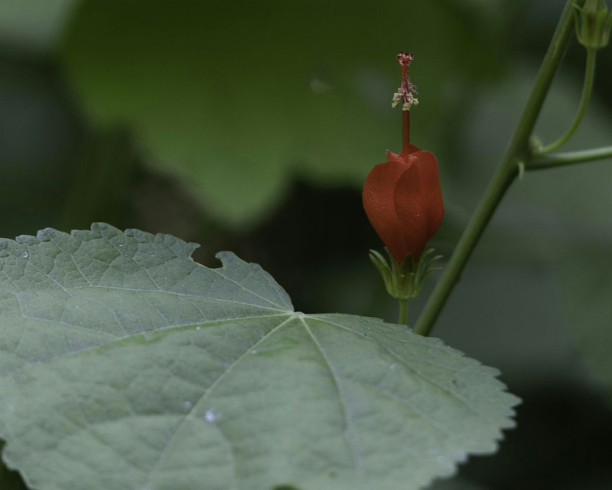 Discover Native Plants Along Sanctuary Trails with Patty Leslie Pasztor