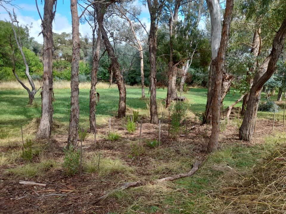 Macgregor Landcare Working Bee - 7 July 2024