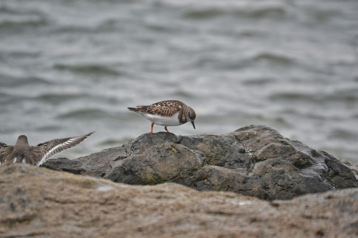 Citizen Science Bird Count (Adults & Families, Ages 6+)