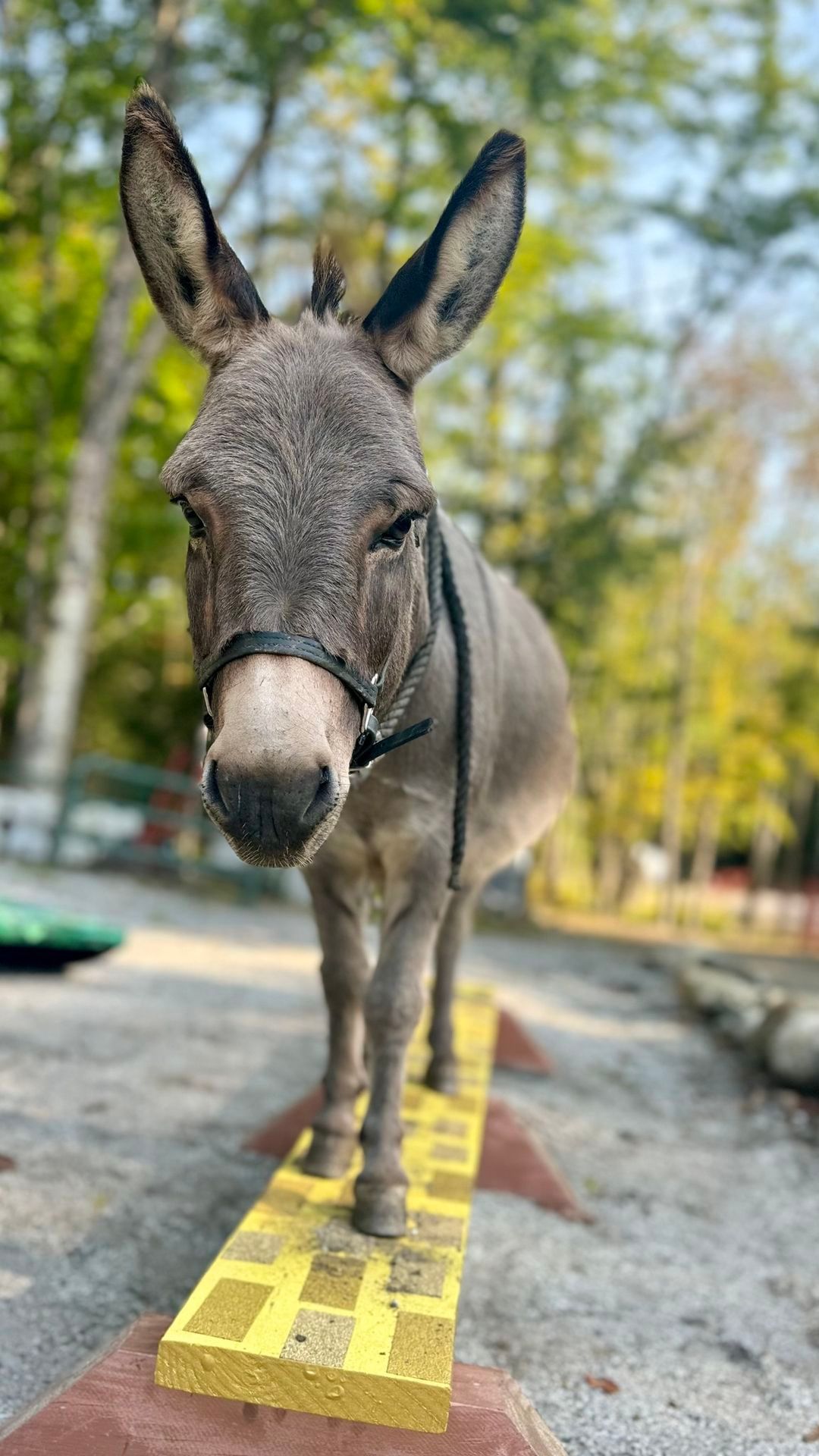 Donkeys: Practical Partners in Social and Emotional Learning (SEL) at Equine Affair