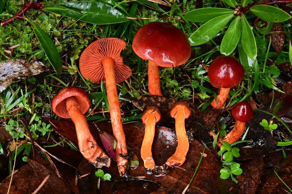 From Saucepan to Science: A journey to Understand Genus Cortinarius