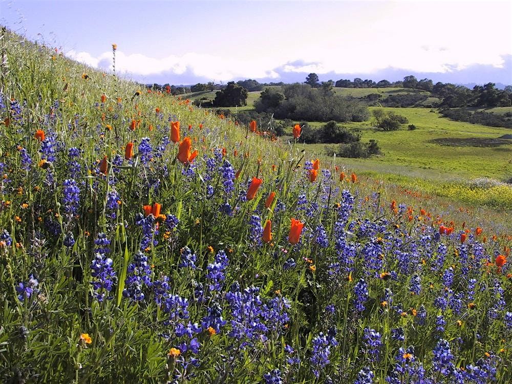 Native Plant Walk at Pearson Arastradero Preserve