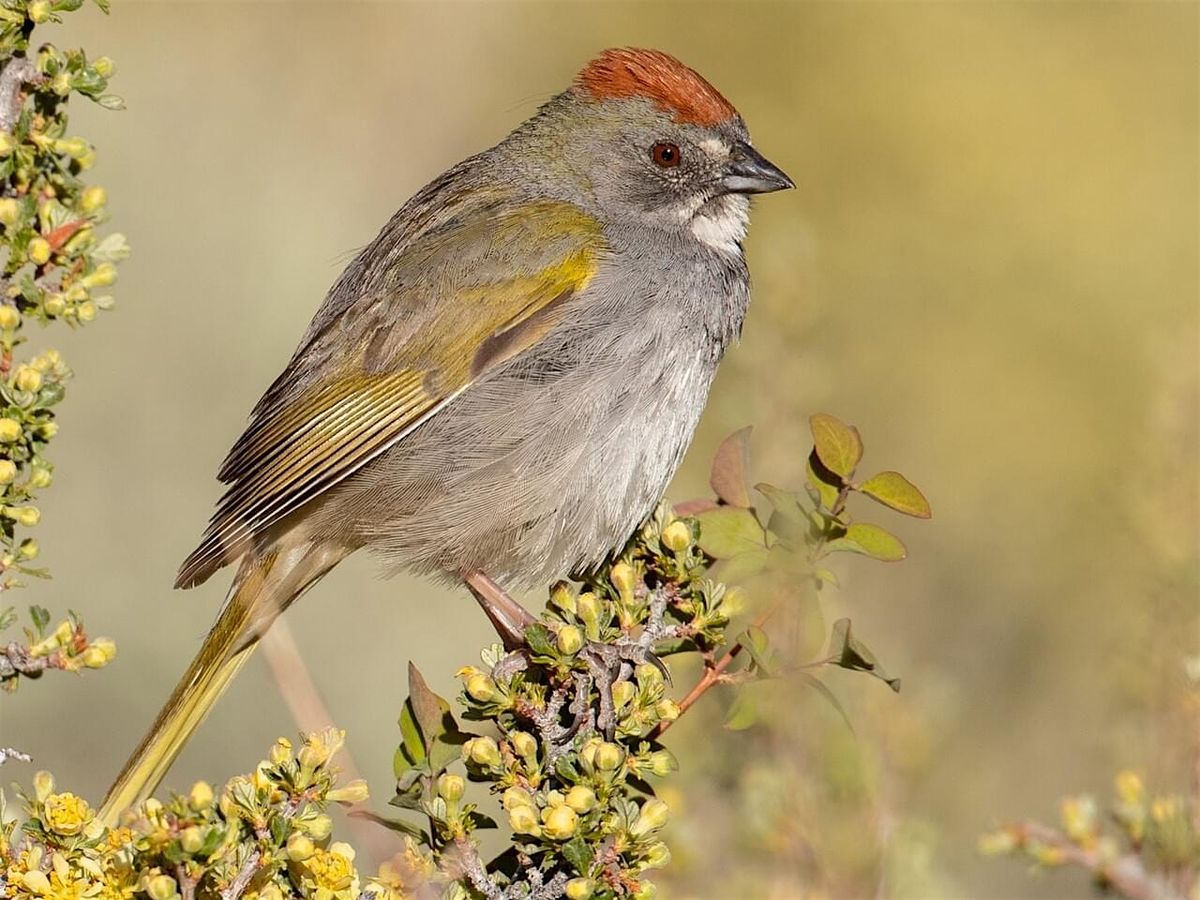 Green-tailed Towhee Pop-Up Stakeout