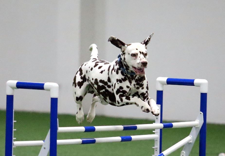 GPDC AKC Agility Trials