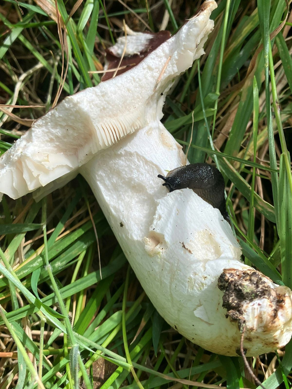 Fungi Talk