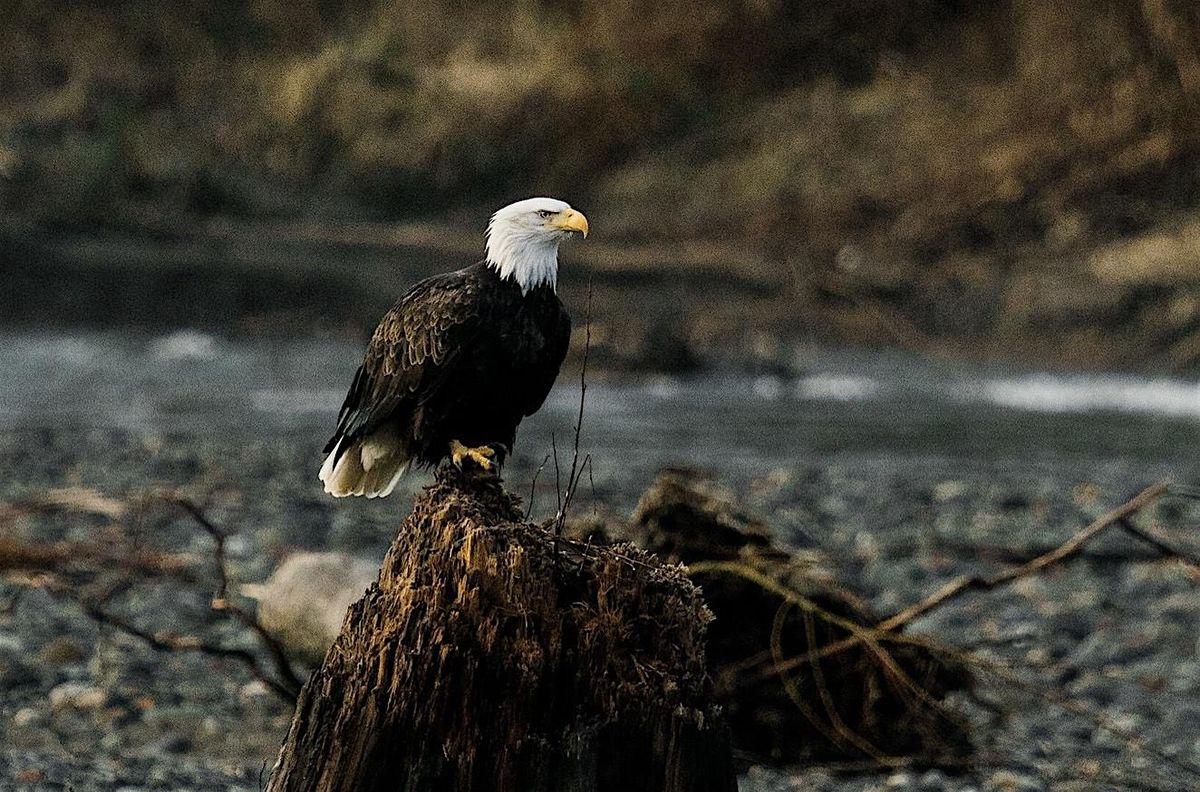 Eagles and Fall Birds at South Lake Whatcom and the Nooksack River