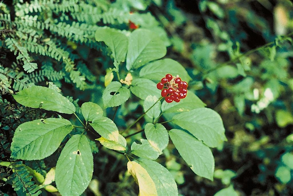 Regional Ginseng Update